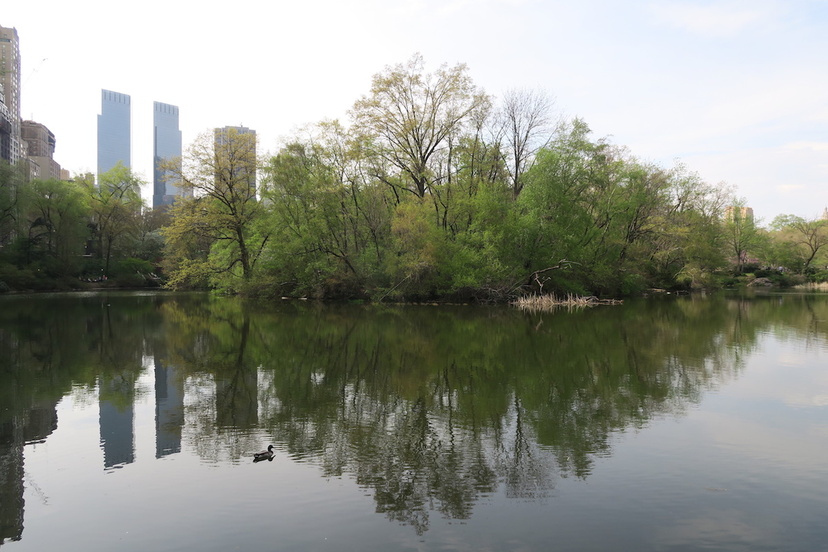 Secret Nature Sanctuary in Central Park