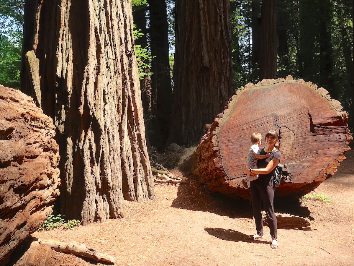 The Amazing Redwoods of California